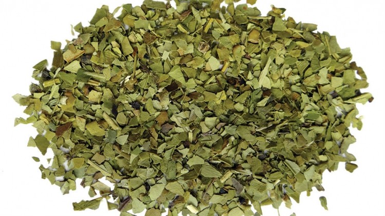 Further studies are needed to determine the maximum tolerated dose of oral yerba mate powder.