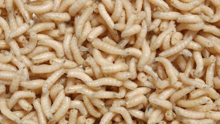 The 'medicinal maggot' is the larvae of Lucilia sericata, part of the Calliphoridae family within the order Diptera, which is often used in TCM.