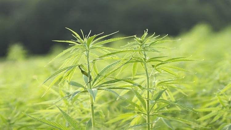 Thai authorities has allowed the use of hemp in traditional medicine and herbal products. ©Getty Images 