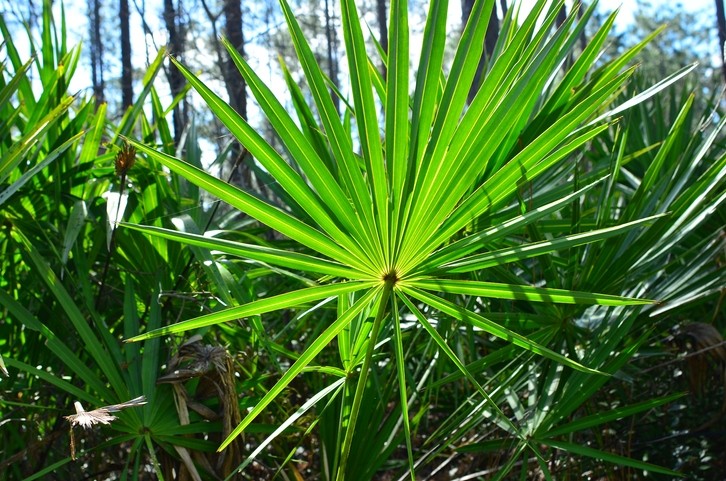 Excessive intakes of saw palmetto extract still safe for consumption ©Getty Images