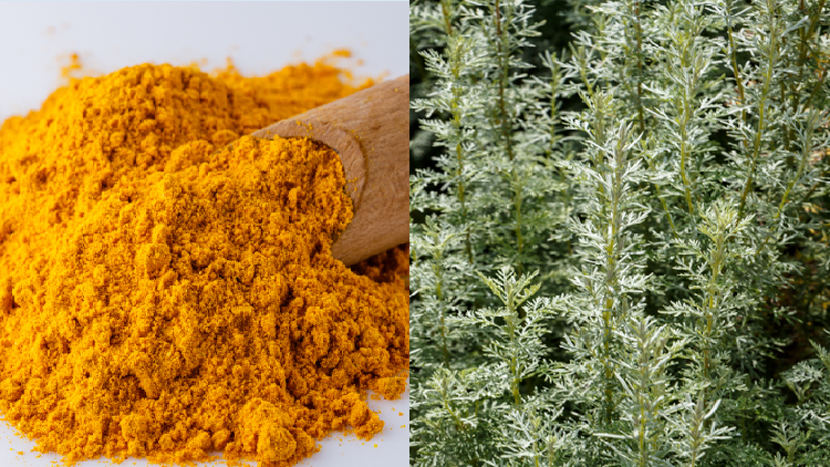 ArtemiC is made from four key ingredients, including curcumin and artemisinin. 