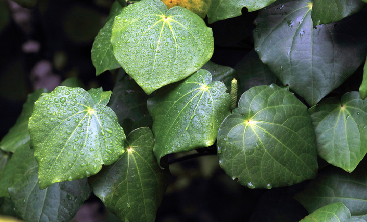 New Zealand researchers are studying the use of the kawakawa plant for immune and metabolic health. ©Getty Images 