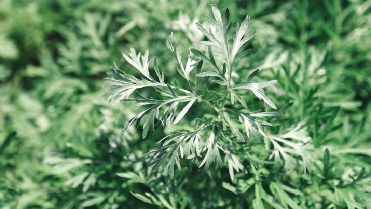 The Therapeutic Goods Administration (TGA) will be investigating 12 artemisia species and their links with miscarriages. ©Getty Images 