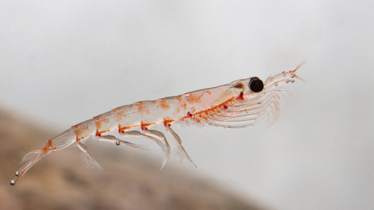Antarctic krill (Euphausia superba) products, including supplements, have to be proven safe before they can be successfully imported into South Korea. ©Getty Images 