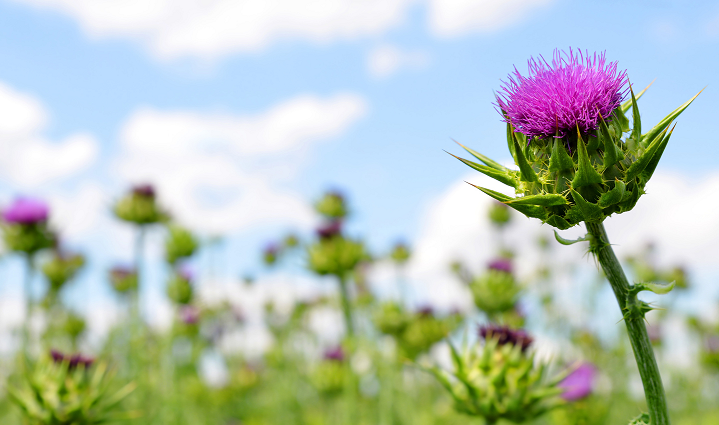 The South Korean authorities have proposed new precautionary statements for the milk thistle plant. © Getty Images 