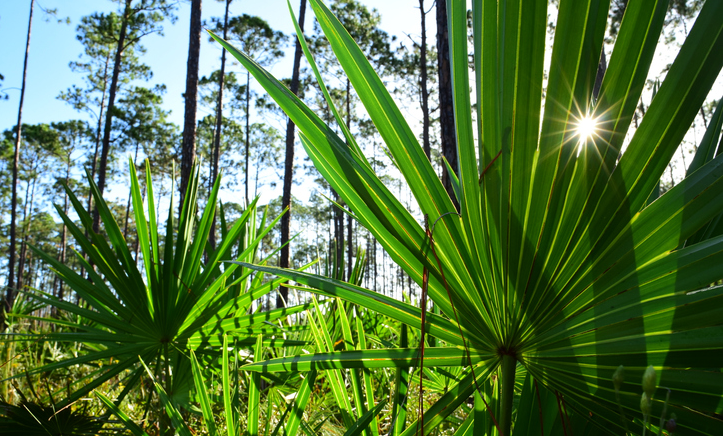 The Saw palmetto plant. ©Getty Images 