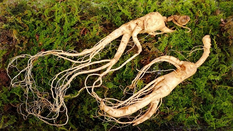 Ginseng is one of the raw materials that MFDS will be re-evaluating for safety and functionality. ©Getty Images