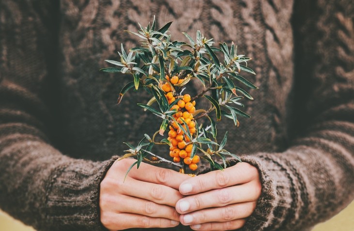 An intake of sea buckthorn fruit puree for five weeks was found to decrease fasting plasma glucose levels in people with prediabetes, according to a study conducted in China. ©Getty Images