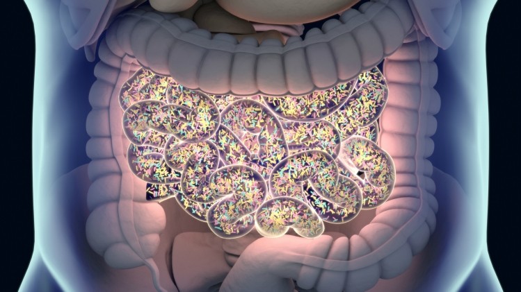 Previous studies have found the gut microbiome to be helpful in lowering obesity risk and related metabolic complication. ©iStock