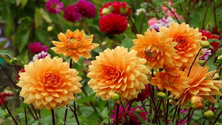 NZ researchers found that extract made from the petals of dahlia flower can resolve insulin resistance.  ©Getty Images