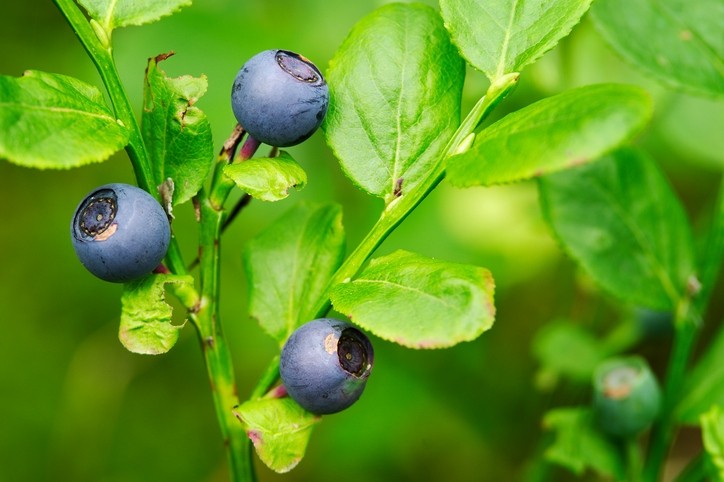 Close up of bilberry plant growing in the forest in Poland ©Getty Images