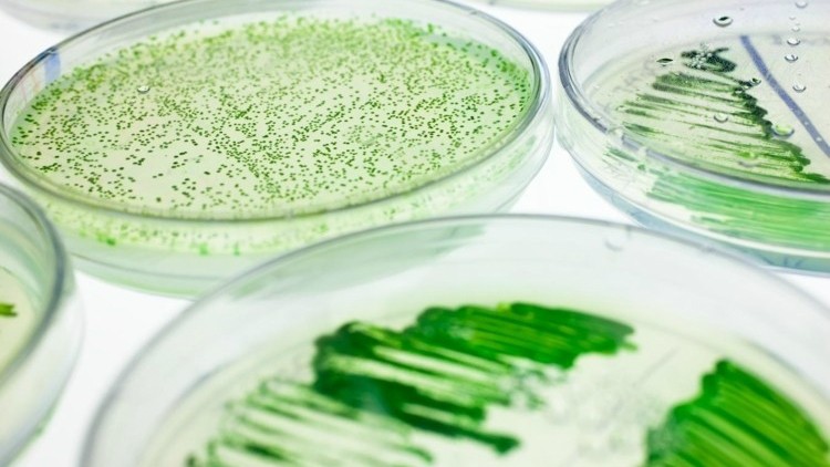 The alga was found to inhibit inflammation and retain the skin's moisture. ©iStock