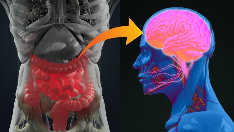 Recent studies have suggested that gut microbacteria communicate with the central nervous system via endocrine, neural and immune pathways. ©Getty Images