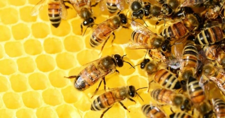 Neonicotinoids are found in 86% of honey samples from North America and 80% from Asia. ©iStock