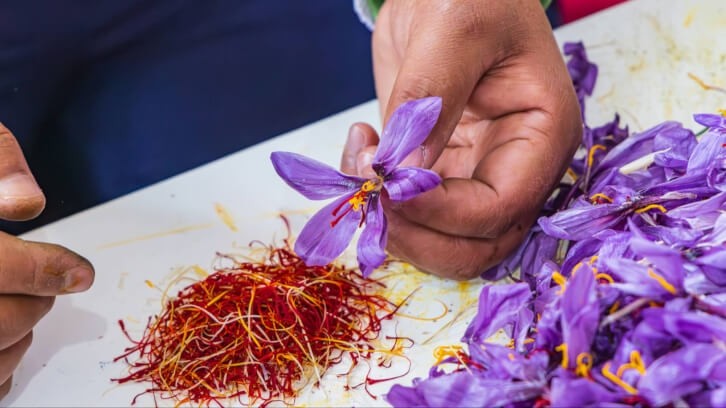 Plant cell technology can provide a sustainable and economic alternative to current labor-intensive harvesting of saffron from crocus flowers, says Ayana Bio. Image © Emily_M_Wilson / Getty Images 