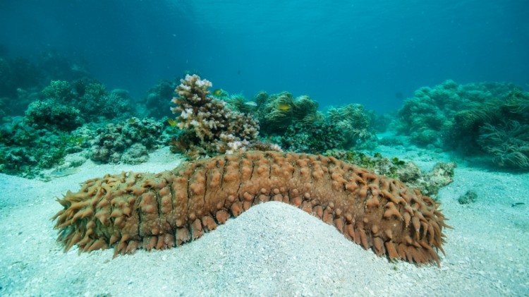 Recent scientific research has reported the health benefits of sea cucumbers, including wound-healing, tumour prevention / shrinkage, neurological protection, and antioxidant properties. ©Getty Images