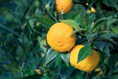 Yuzu, a sour fruit, is cultivated mainly in Japan and Korea. ©iStock