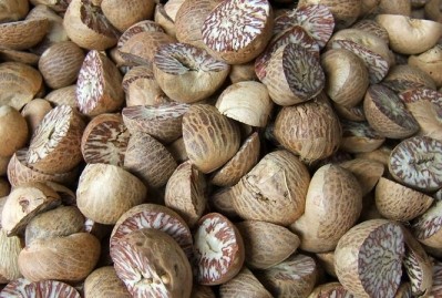 Areca nuts could have anti-cancer potential, say researchers