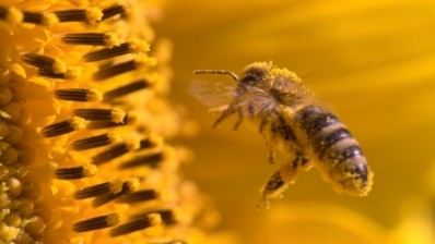 There was no way consumers could tell the Chinese origin of the pollen from the labelling, said New Zealand's Commerce Commission. ©iStock