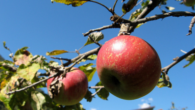 Phloretin is found in the fruit, leaves and bark of apple trees. ©iStock
