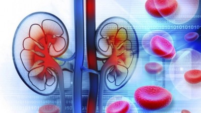 Astaxanthin helps to protect the kidney from damage. ©iStock