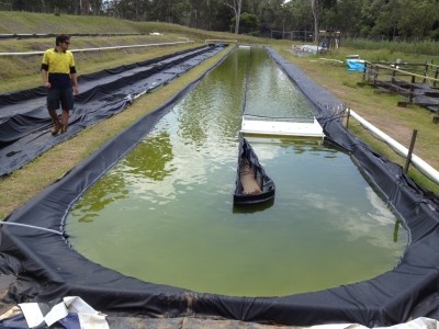 The algae collaboration's research pond in Queensland. 