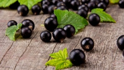 Blackcurrant anthocyanins can control oxidative stress, reduce muscle damage and aid immunity. ©iStock