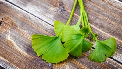 Ginkgo biloba, in combination with aspirin, alleviated cognitive and neurological deficits after acute ischaemic stroke. ©Getty Images