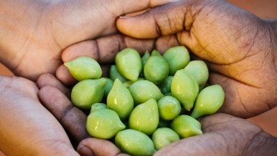 The kakadu plum, also called gubinge, has been eaten fresh or sun-dried for thousands of years during the wet season by indigenous people in Kimberley. ©Kimberley Wild Gubinge (Julia Rau Photography)