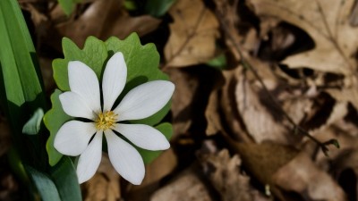 Bloodroot (Sanguinaria canadensis) is one of the two main ingredients in black salve, the other being zinc chloride. ©Getty Images