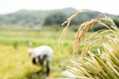 For this project, researchers at IRRI sequence the genome of wholegrain rice and identified two genes, bHLH and IPT5 ©Getty Images