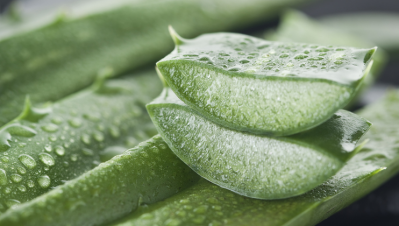 Under Taiwan’s new regulation, aloe vera raw materials used in food must be derived from the leaves of the species of Aloe Ferox and Aloe Vera. ©Getty Images 