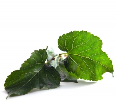 One of the key ingredients used is white mulberry leaf extract.
