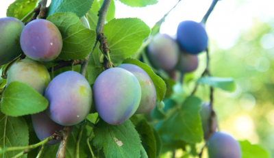 Damson plums are traditionally made into jams and sauces.   © Getty Images 