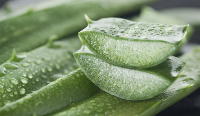 Malaysia’s health ministry has issued an advisory on oral aloe vera products and its alleged links with kidney-related adverse reactions. © Getty Images