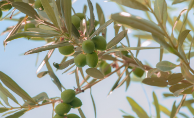A close up photo of an olive tree. © Getty Images 