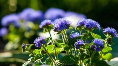 The ingredient is made from the plant Ageratum conyzoides, which has traditionally been used in the Caribbean, Africa and parts of South America. ©Getty Images
