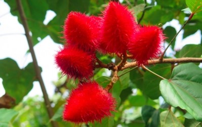 American River Nutrition says its founder Barry Tan PhD pioneered the extraction of a Vitamin E ingredient from the annatto plant. Photo: American River Nutrition 