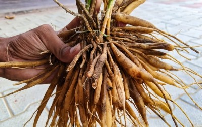 Shatavari translates to "plant with hundred roots.” Getty Images / Azay photography