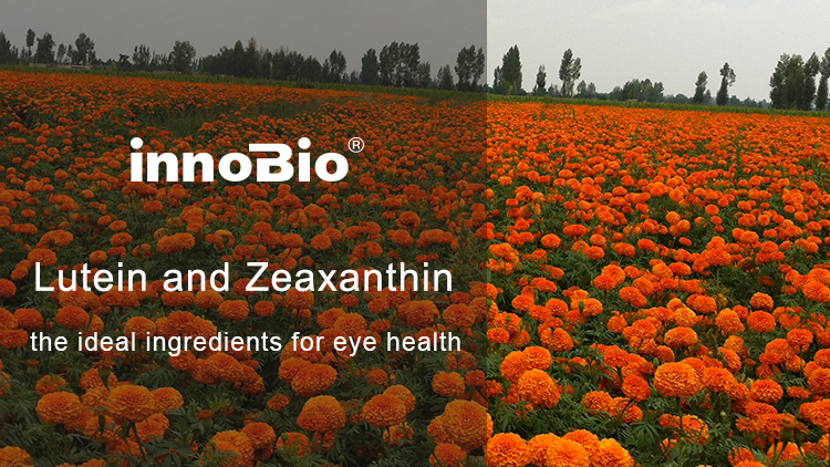 INNOBIO® Lutein and Zeaxanthin：the ideal ingredients for eye health