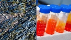 Mara's algae processing can generate omega-3-rich oil. ©Mara Renewables Corporation