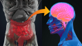 Improving mood: Medlab underlines how microbiome modulation can improve cognitive disorders