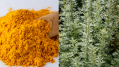 COVID-19 natural product trial: New curcumin, artemisinin supplement to be tested on patients