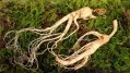 Korean red ginseng reduces fatigue without increasing ‘heatiness’ – Chinese study