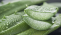 Malaysia issues advisory on oral aloe vera and links with adverse kidney reactions