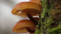 BioCeuticals backs immunity magic of medicinal mushrooms with new supplement range