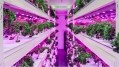 Sustenir has built indoor vertical farming infrastructure using hydroponics technology and a controlled environment agriculture (CEA) system. ©Sustenir