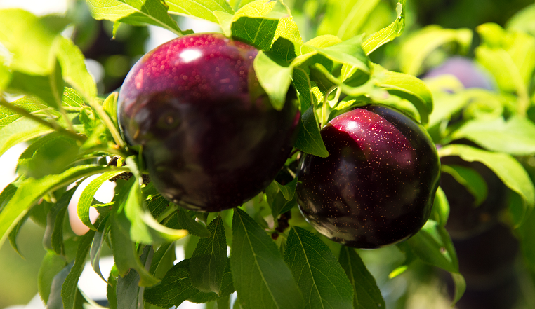 Royal approach: Garnet plum growers into FMCG and functional ingredient business