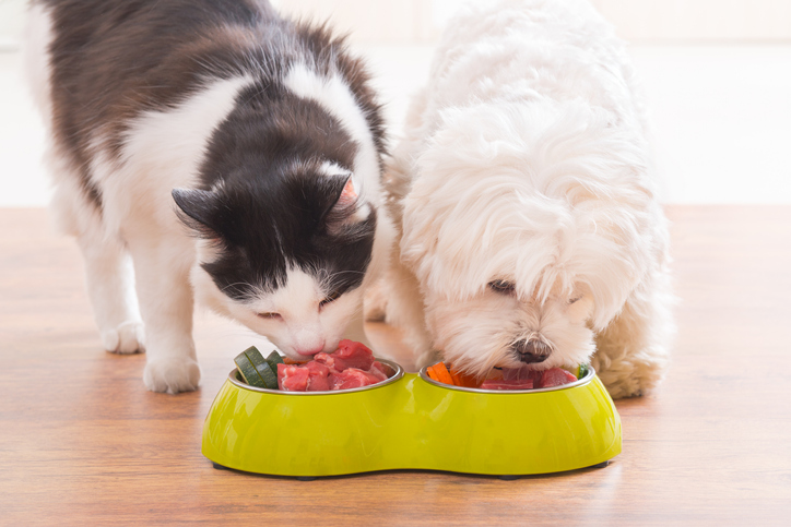 Humanisation' shaping functional, natural and sustainable pet nutrition  trends in APAC