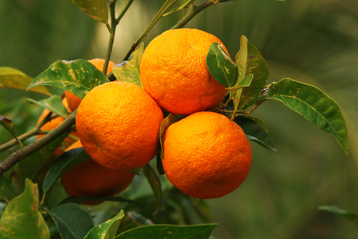 Citrus aurantium for digestive health